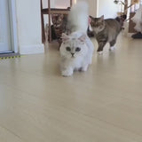 GiroBall™ — Pelota Interactiva Inteligente para Gatos — vista 6